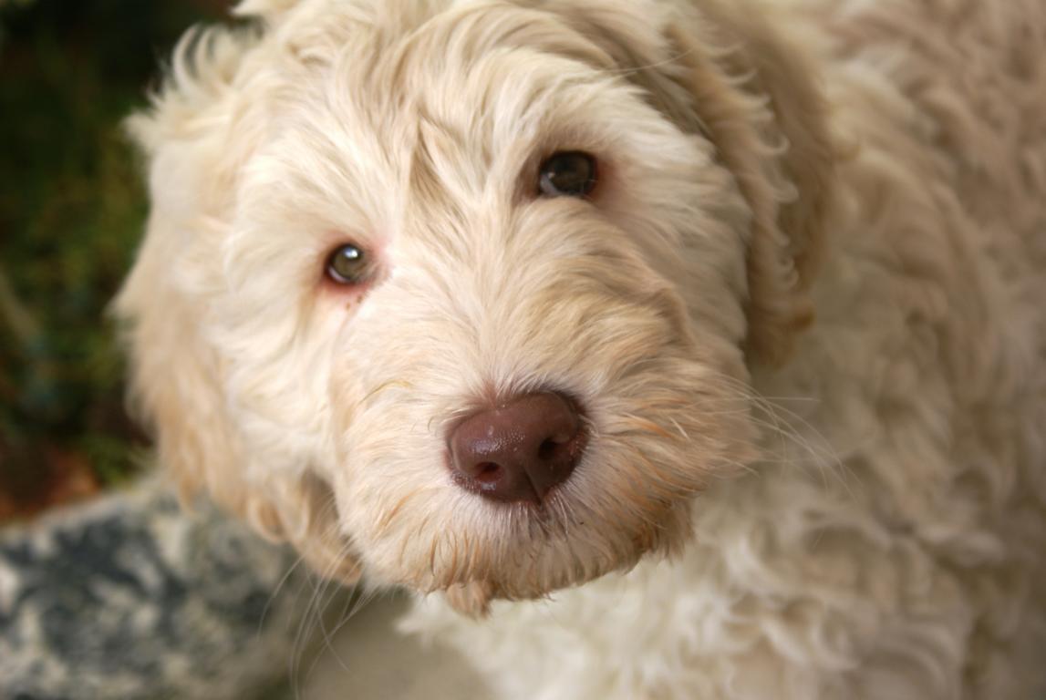 australian labradoodle